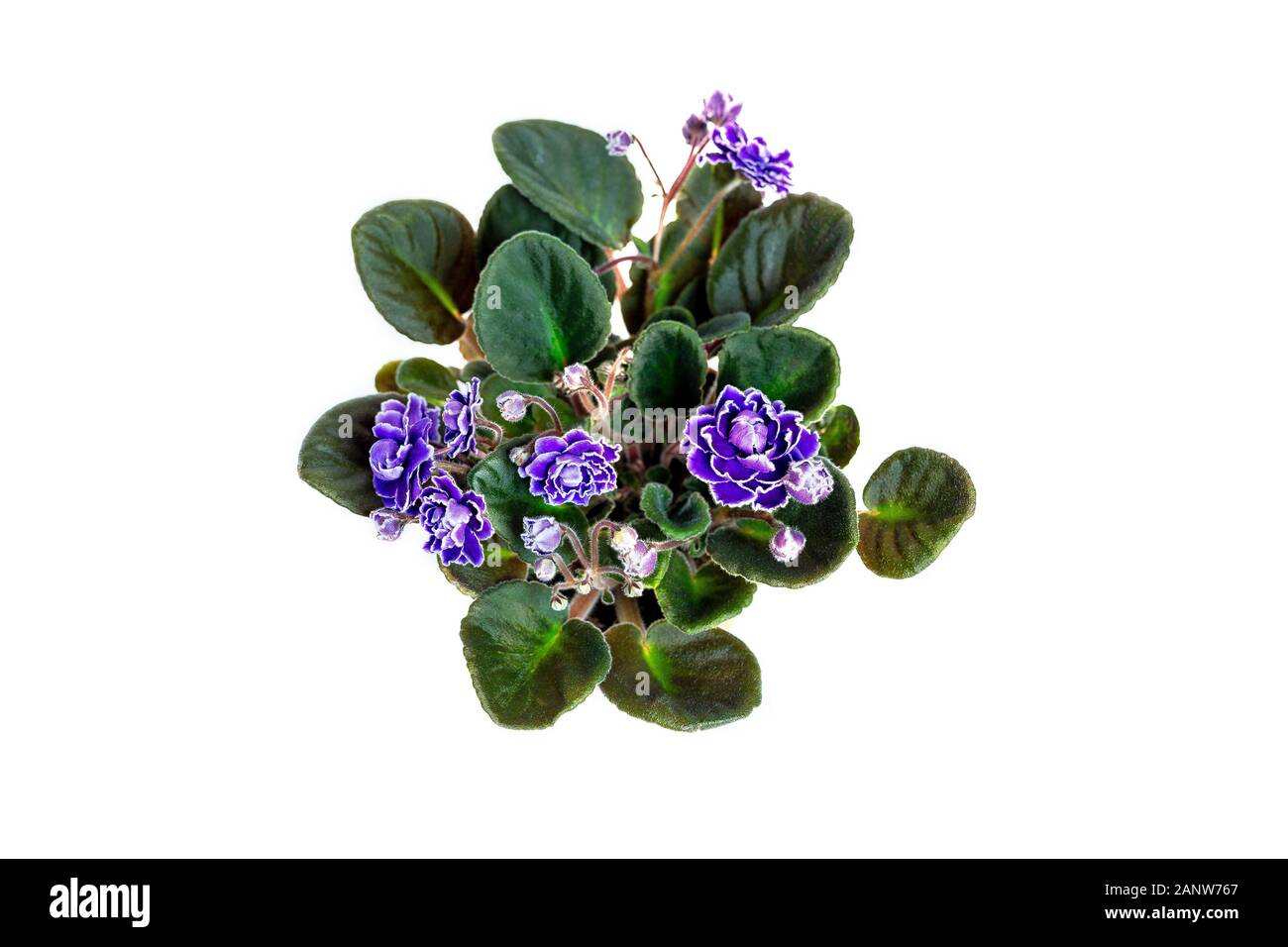 Saintpaulia fiorisce con viola e fiori bianchi su sfondo bianco. Close-up. Macro. Vista dall'alto. Foto Stock