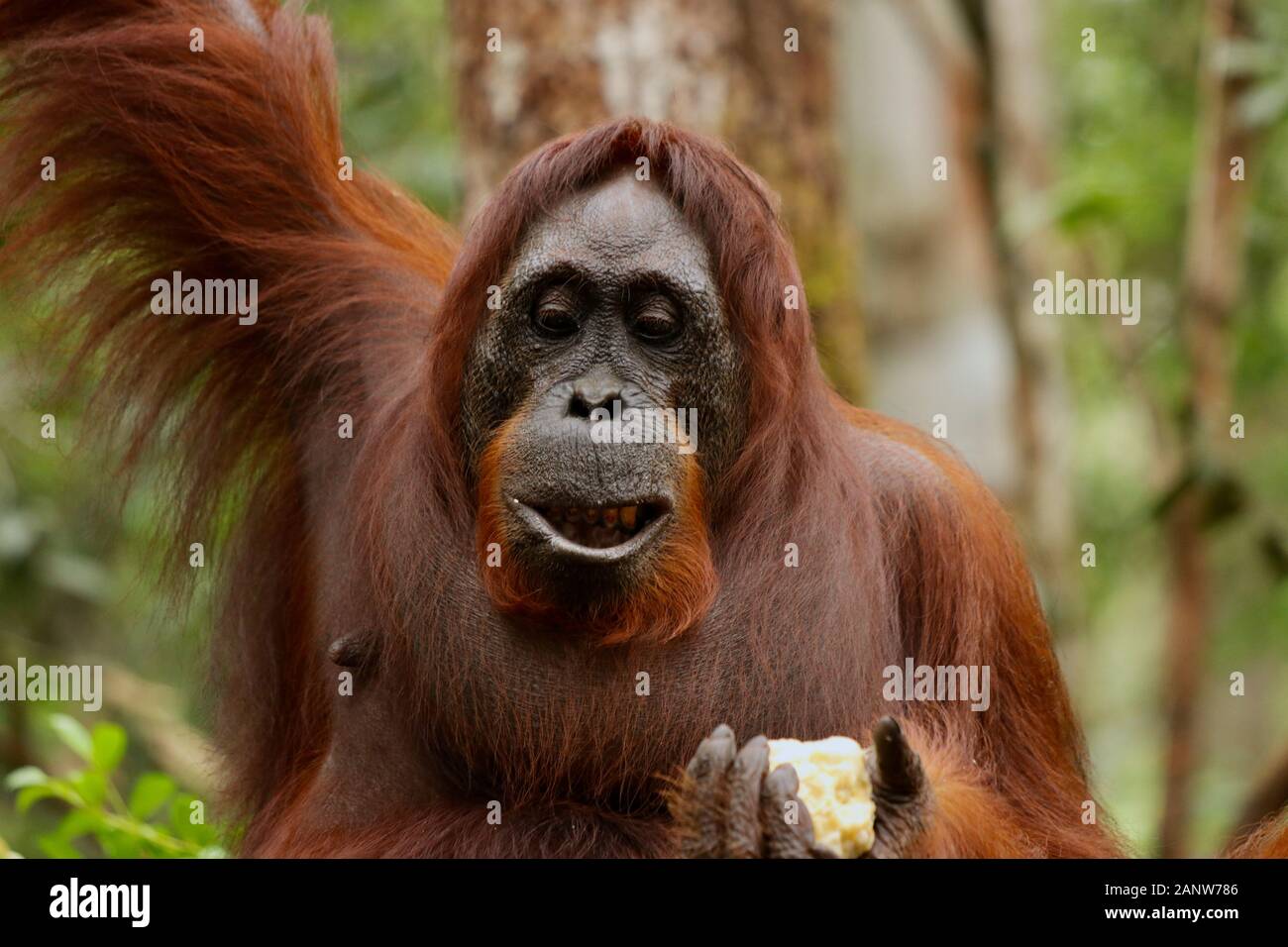 Wild degli Oranghi nella giungla di Bormeo godendo di un frutto Foto Stock