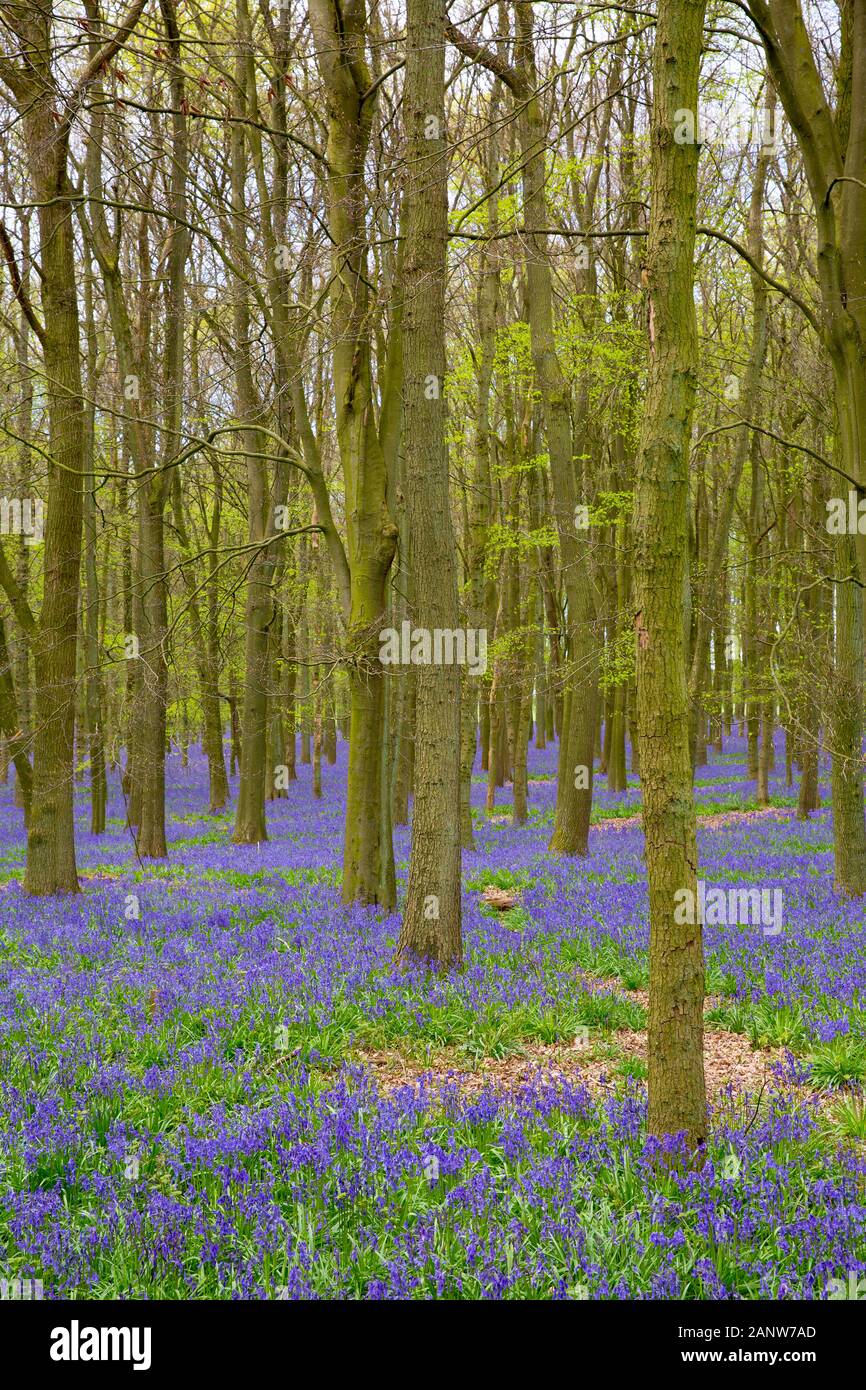 I boschi di faggio riempito con bluebell fiori in primavera. Foresta Ashridge, Chiltern Hills, vicino Ringshall, Inghilterra, Regno Unito. Foto Stock