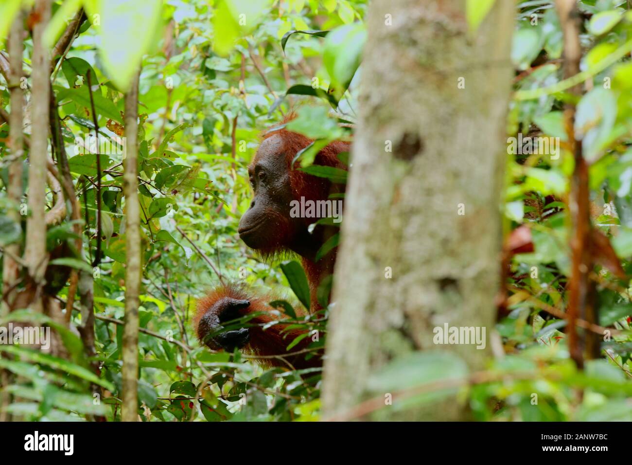 Ritratto di selvaggia degli Oranghi nella giungla di Bormeo Foto Stock
