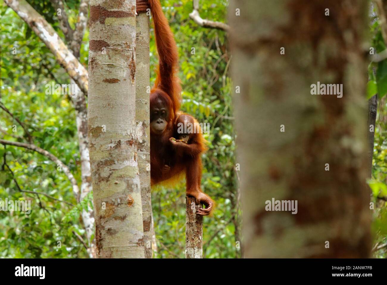 Wild degli Oranghi nella giungla di Bormeo con il suo grazioso baby Foto Stock