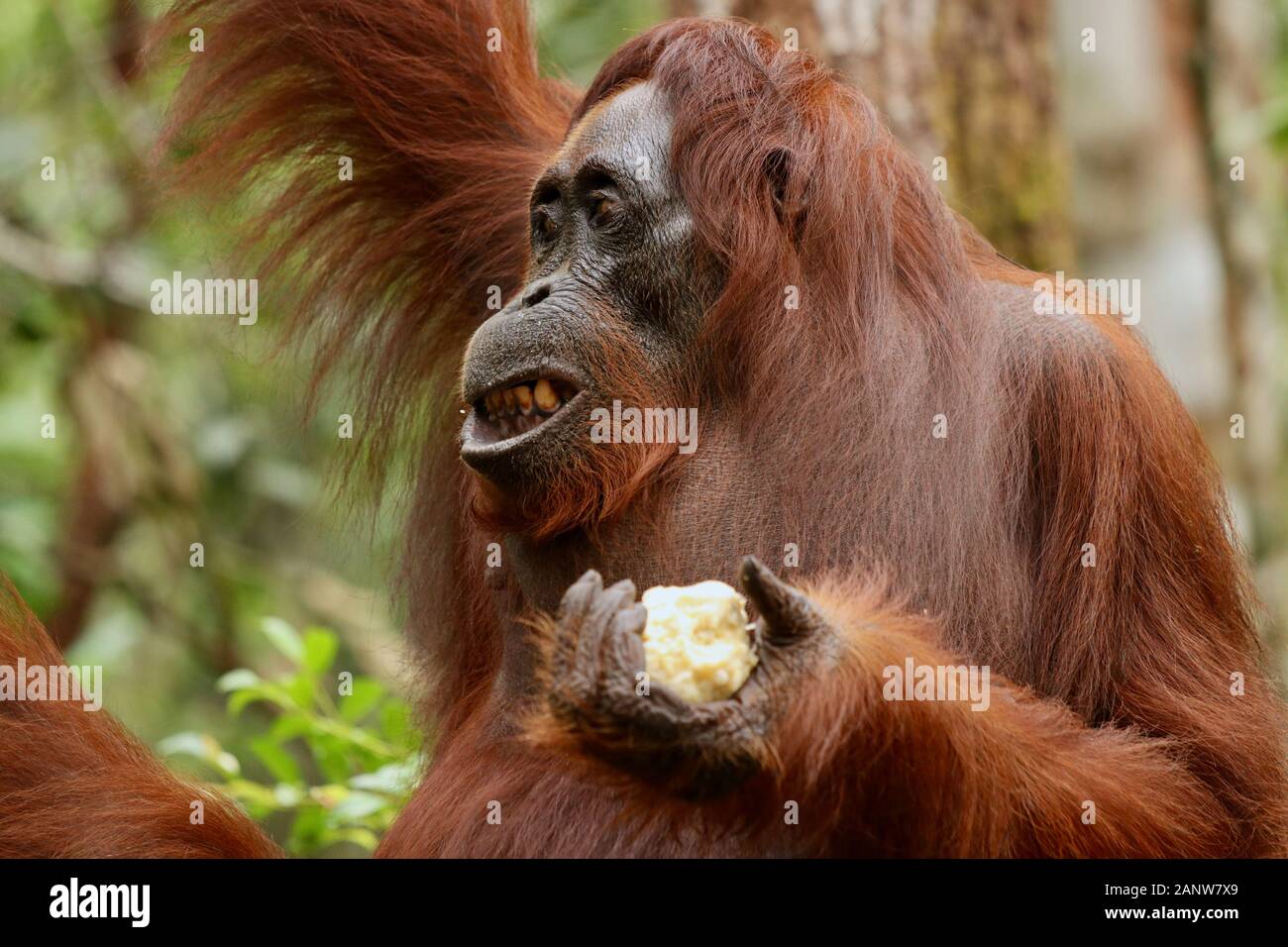 Wild degli Oranghi nella giungla di Bormeo godendo di un frutto Foto Stock