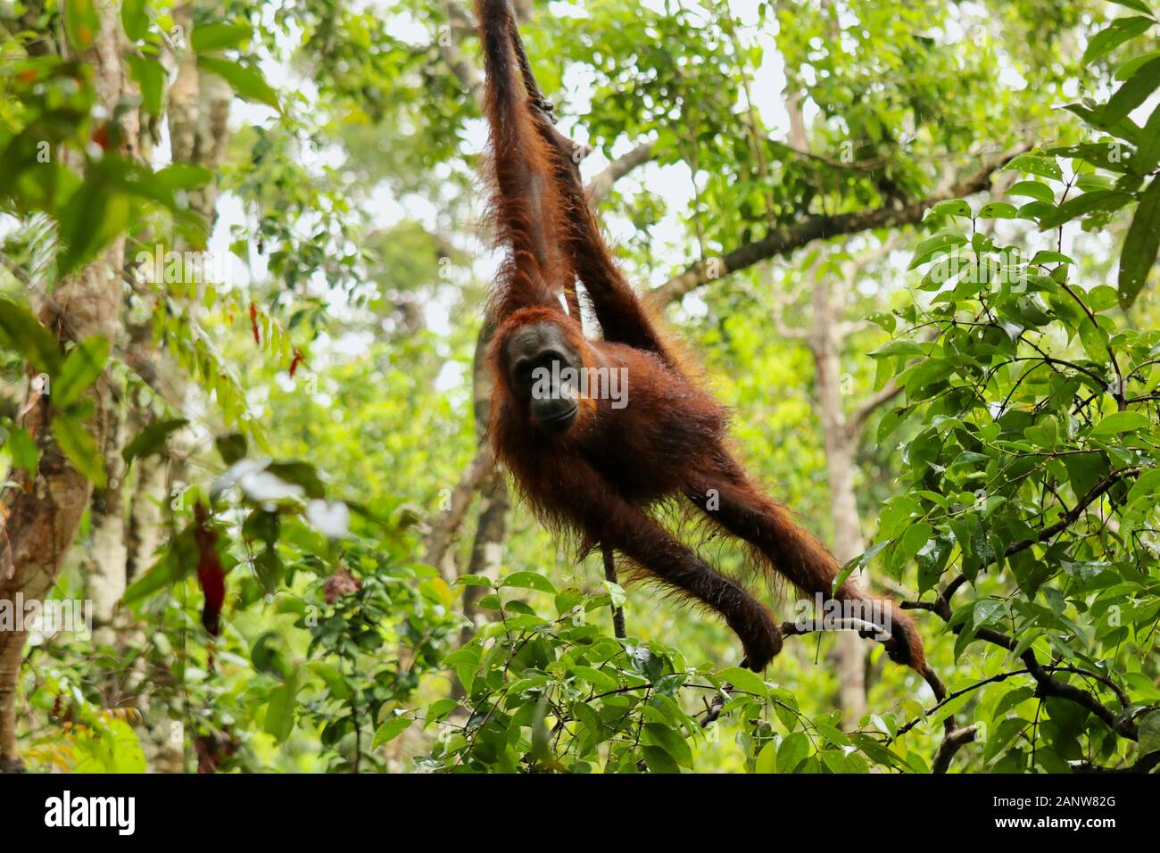 Wild degli Oranghi nella giungla di Bormeo Foto Stock