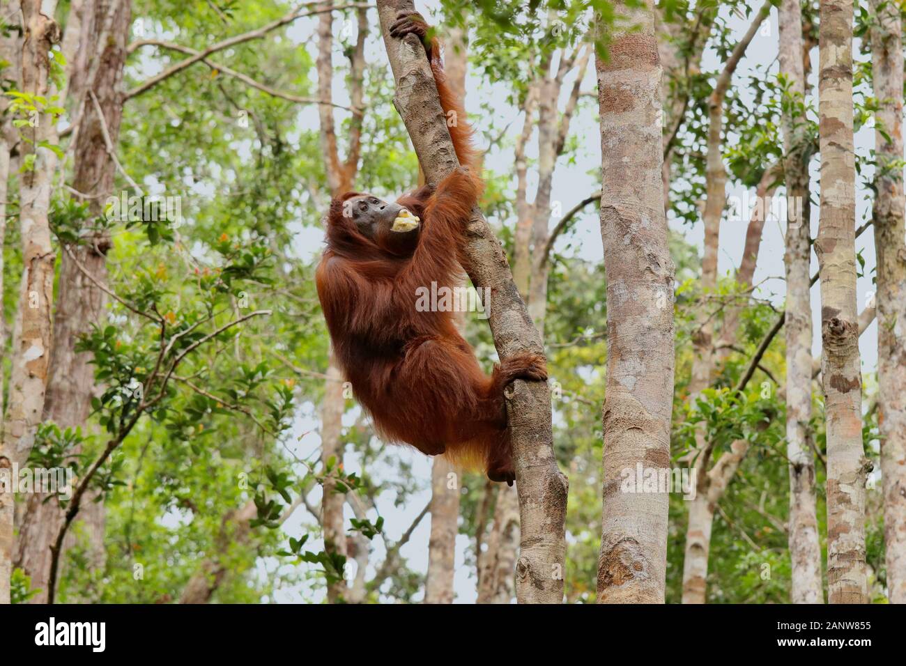 Wild degli Oranghi nella giungla di Bormeo godendo una banana Foto Stock