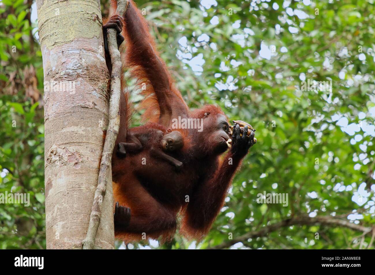 Wild degli Oranghi nella giungla di Bormeo con il suo grazioso baby Foto Stock