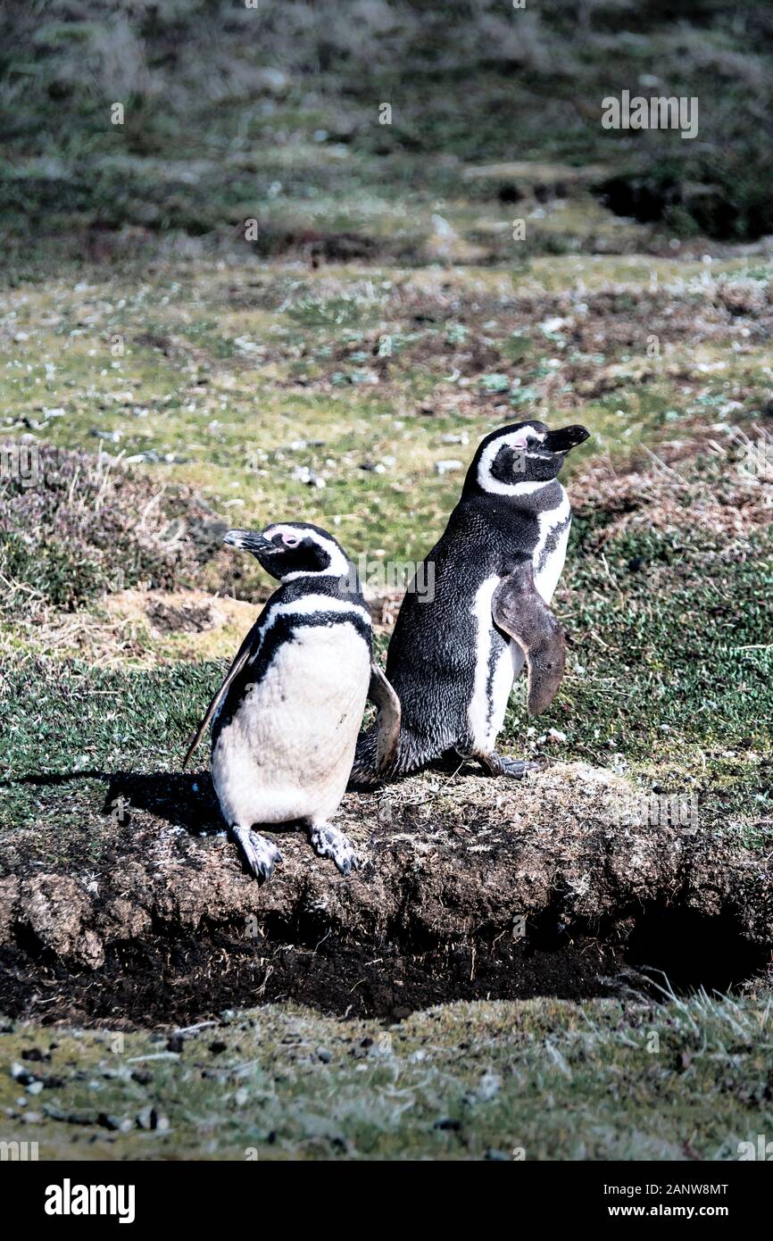 Coppia di carino adulto Magellanic Penguin, Spheniscus magellanicus, accanto ai loro scavano, Sea Lion Island, in Isole Falkland, British Overseas Territorio Foto Stock