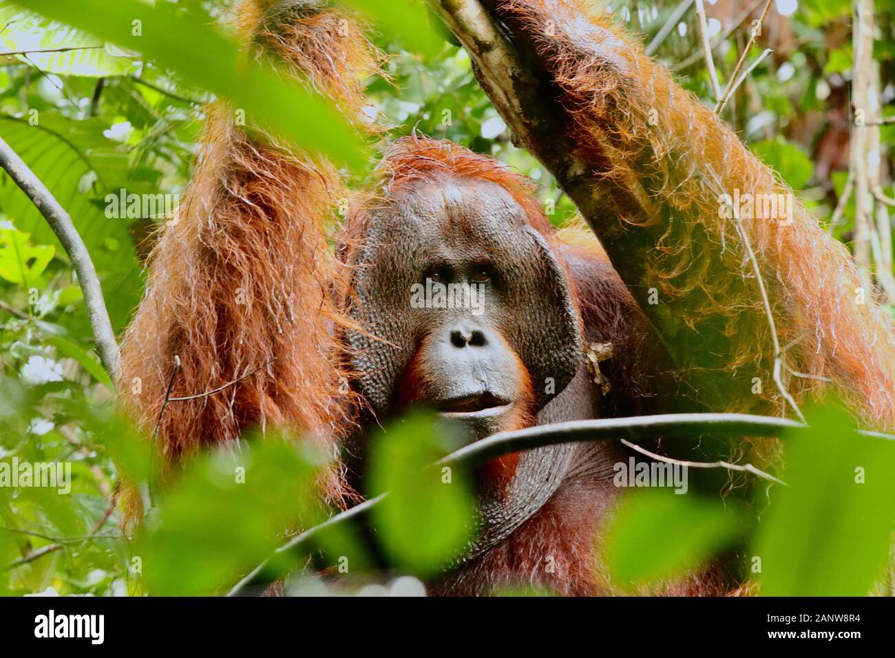 Ritratto di selvaggia degli Oranghi nella giungla di Bormeo Foto Stock
