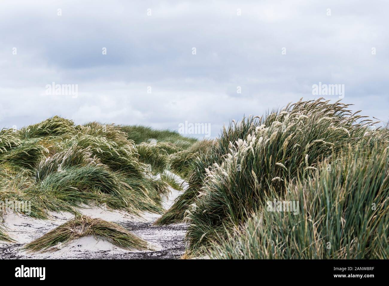 Erba di Tussock Poa flabellata, che cresce sulle dune di sabbia sulla spiaggia di Sea Lion Island, Isole Falkland, Oceano Atlantico meridionale Foto Stock