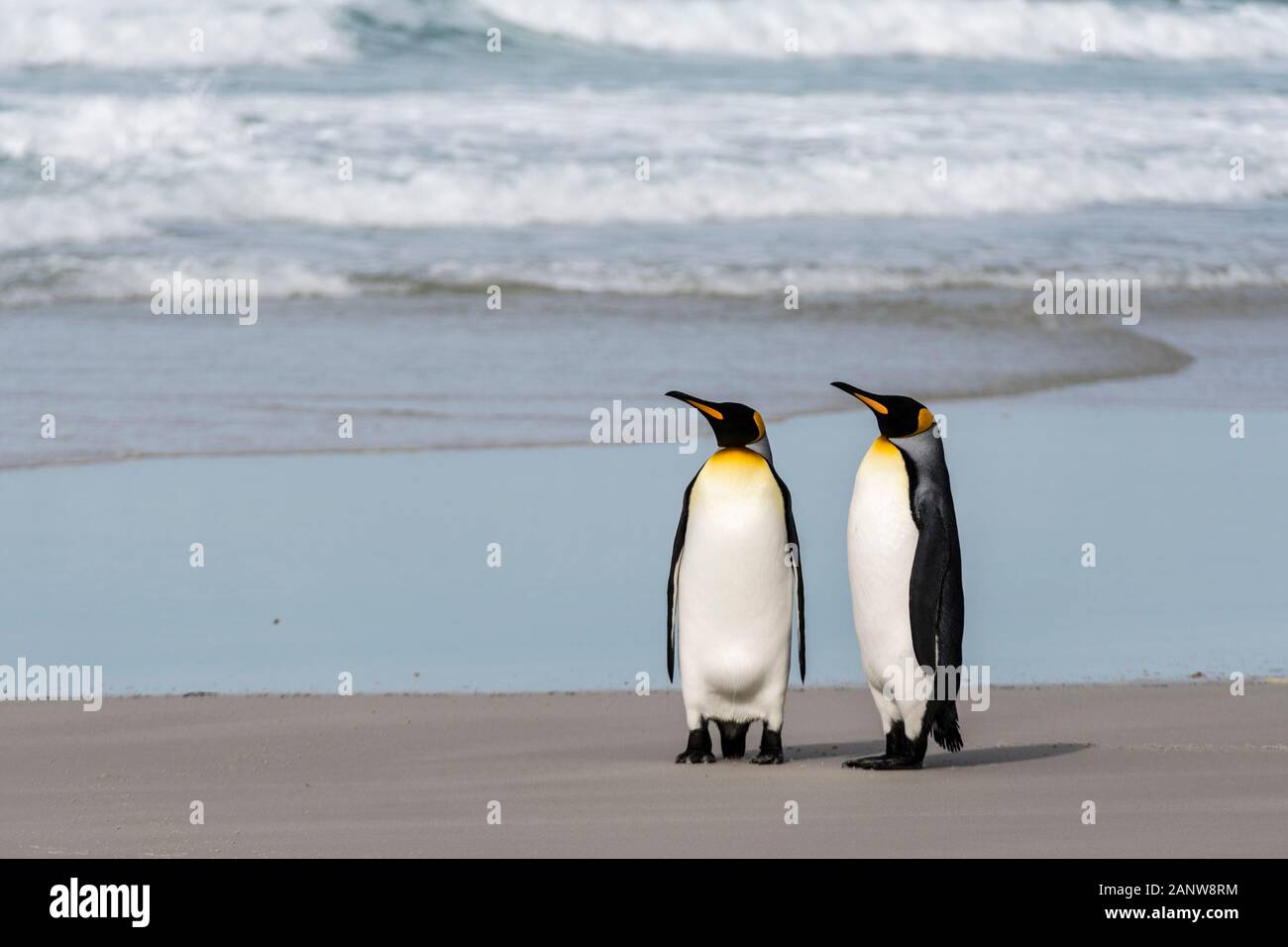Coppia di Re dei pinguini, Aptenodytes patagonicus, sulla spiaggia in corrispondenza del collo, Saunders Island, Isole Falkland, British Overseas Territorio Foto Stock