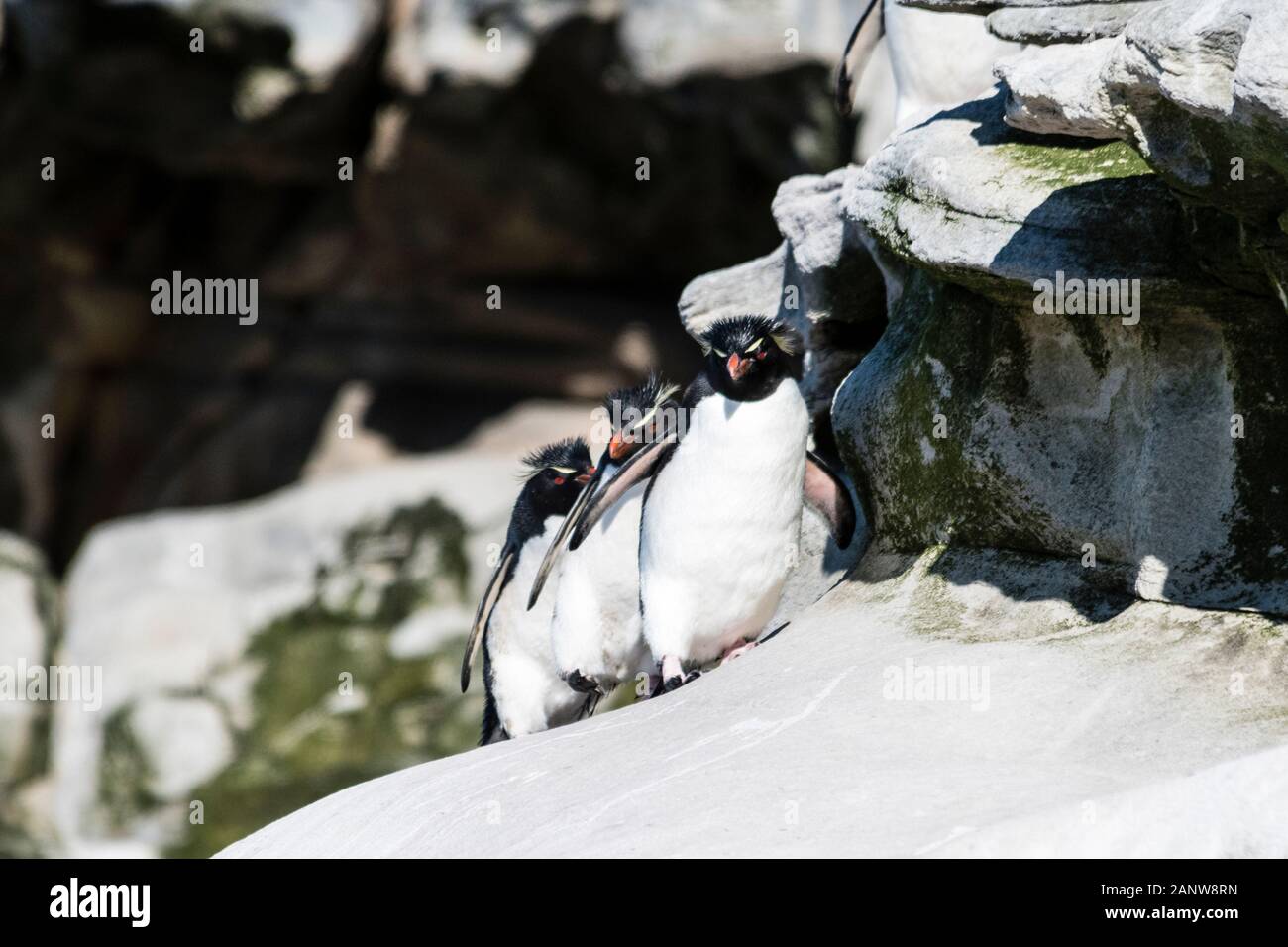 Carino, adulti di pinguini saltaroccia, Eudyptes chrysocome, sulle scogliere in corrispondenza del collo, Saunders Island, nelle Isole Falkland, Sud Atlantico Foto Stock