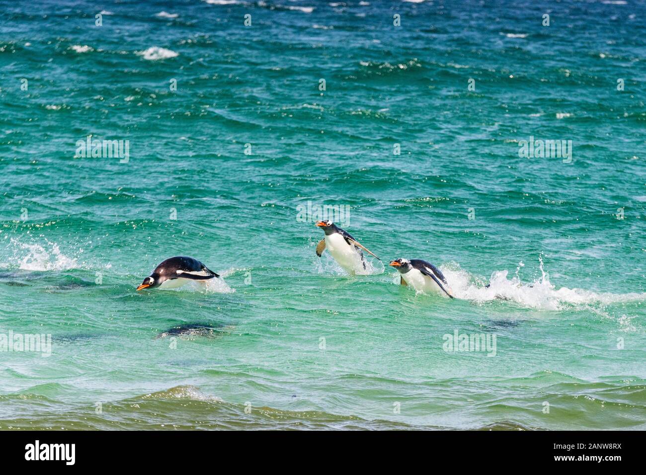 Zattera di pinguini di Gentoo, Pygoscellis papua, nuoto al collo su Saunders Island, Isole Falkland, Sud Atlantico Foto Stock