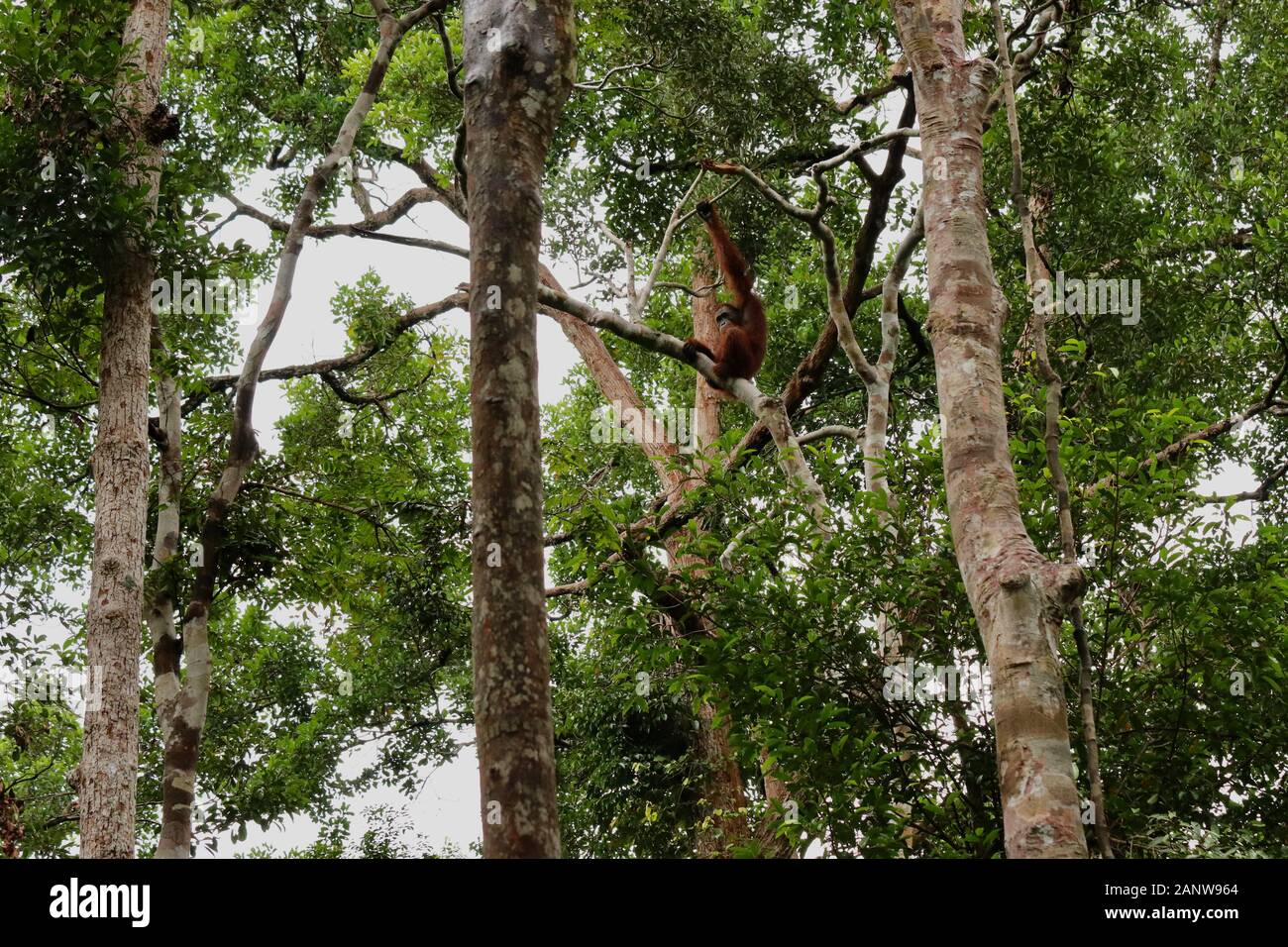 Wild degli Oranghi nella giungla di Bormeo Foto Stock