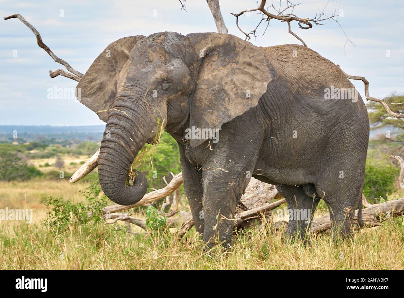Il vecchio elefante con una zanna mancante Foto Stock