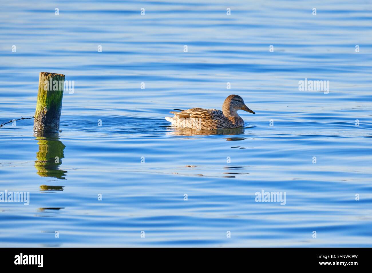 Un'anatra mallard femmina Anas platyrhynchos sull'acqua accanto a un palo di legno sul cristallino lago artificiale Rutland vicino Oakham Foto Stock