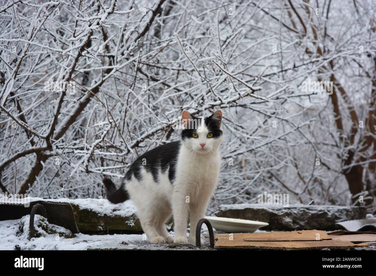 Un bellissimo gatto nero e bianco selvaggio, randagi che vive sulla strada e siede su uno sfondo di alberi innevati con neve in inverno. Foto Stock