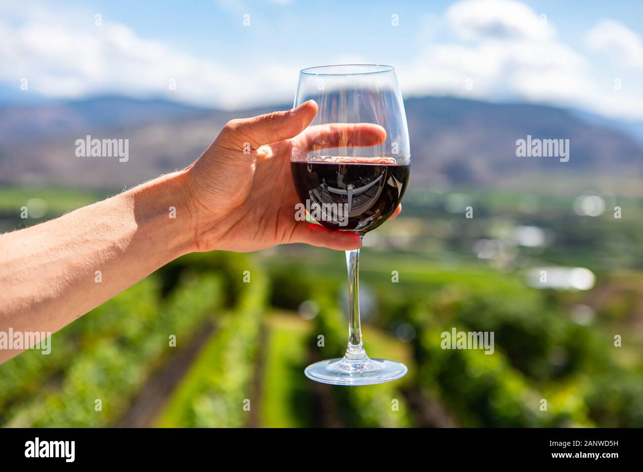 Man mano che tiene un bicchiere di vino rosso fuoco selettivo close up, contro i campi di vigneti sfondo sfocato, Okanagan Valley, British Columbia, Canada Foto Stock