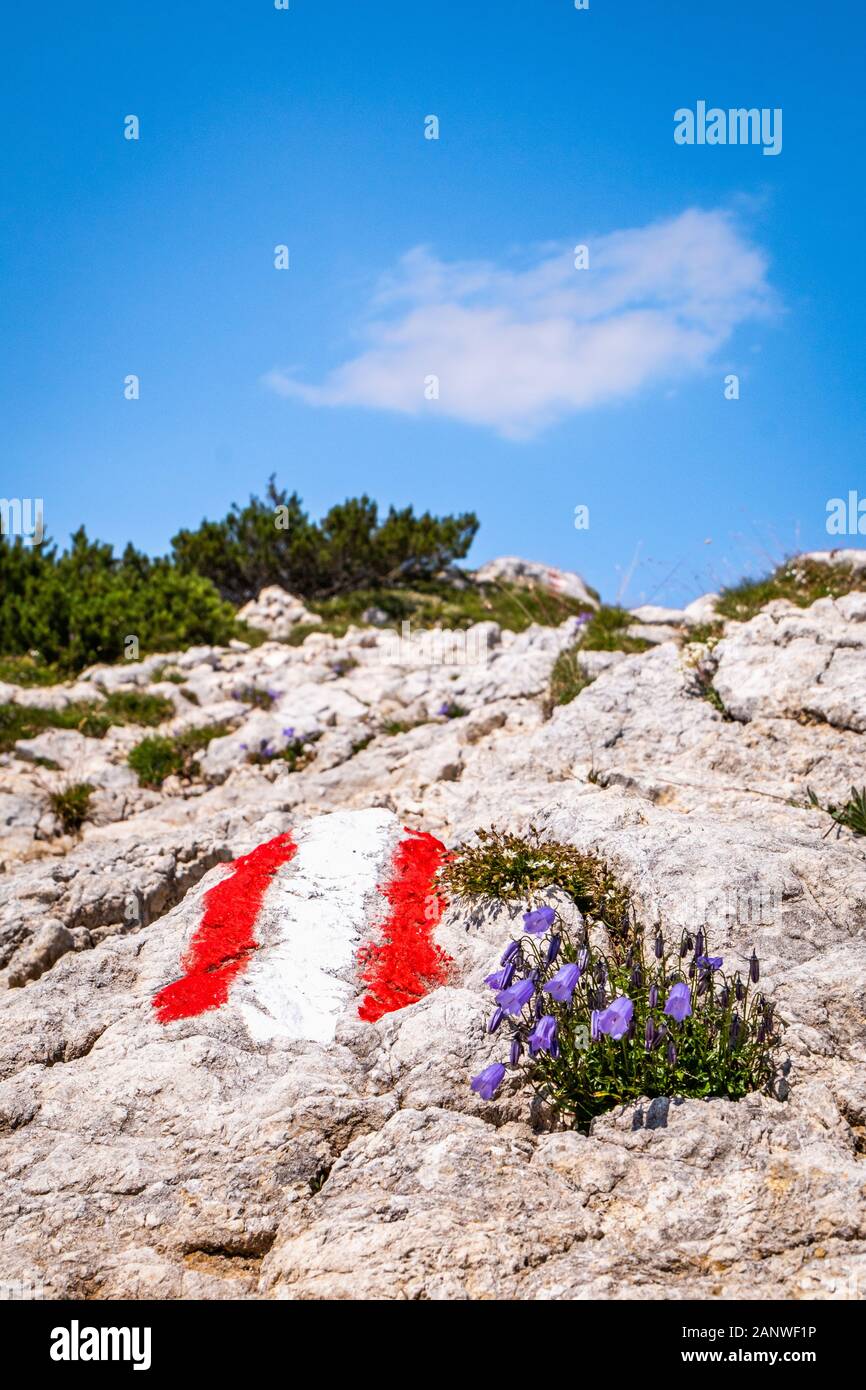 Di pietra con il rosso bianco rosso marchi per un percorso a piedi e fiori viola sulla montagna Hochobir in Carinzia, Austria Foto Stock