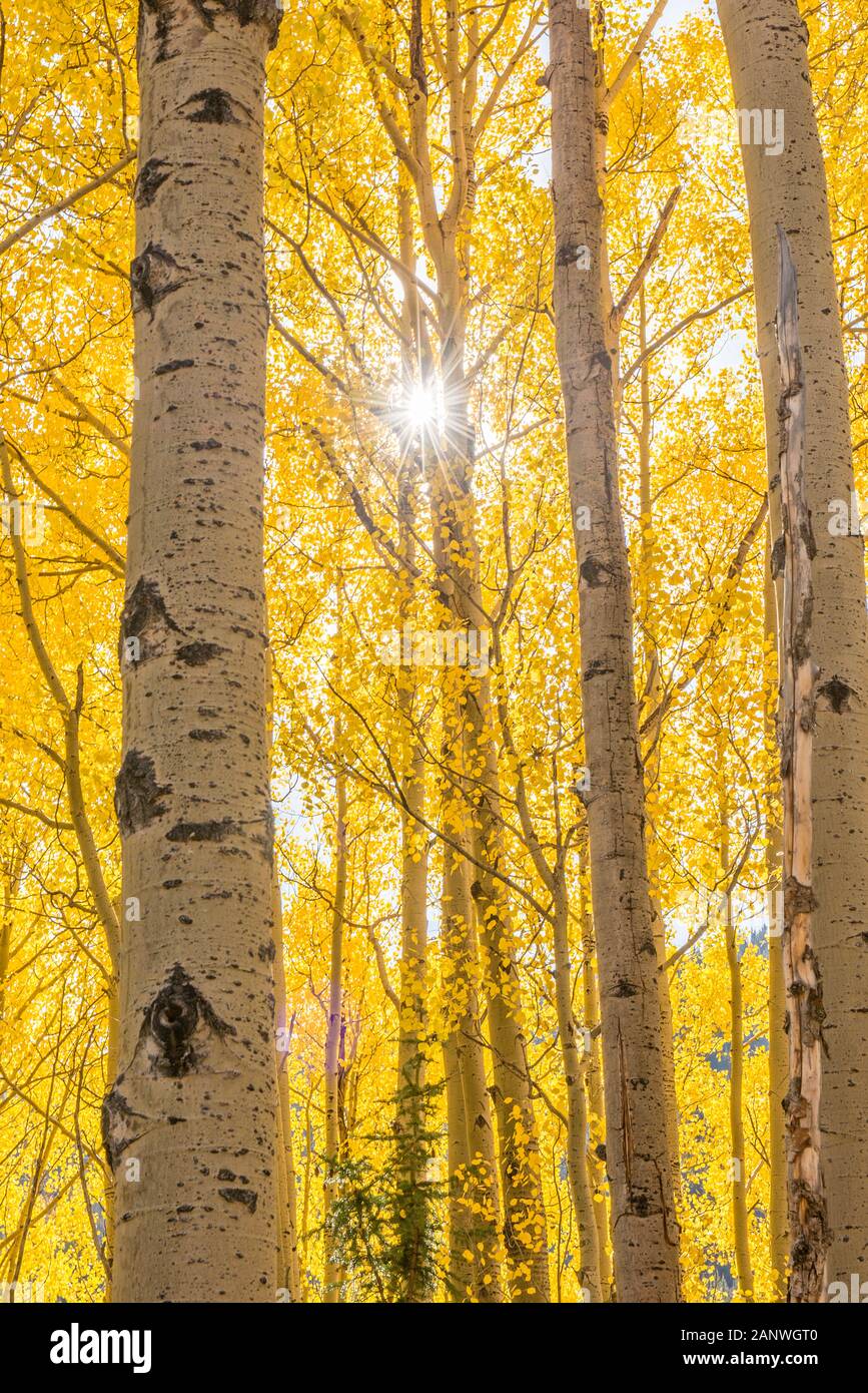 Un supporto curvo di aspen alberi in un pomeriggio soleggiato in Uncompaghre National Forest, Colorado. Foto Stock