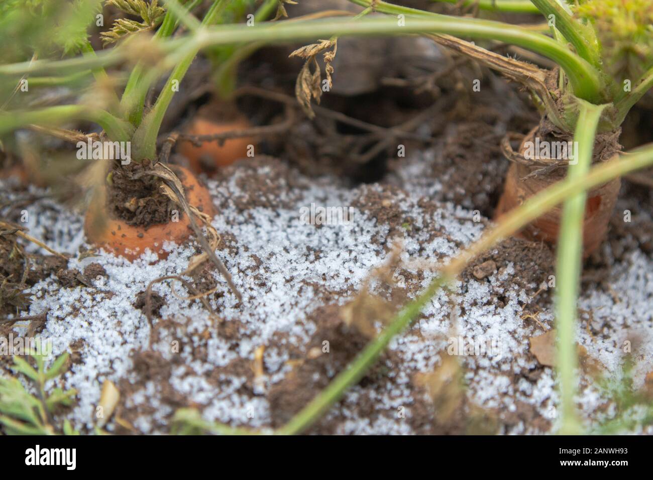 La carota in inverno Daucus carota subsp. sativus Foto Stock