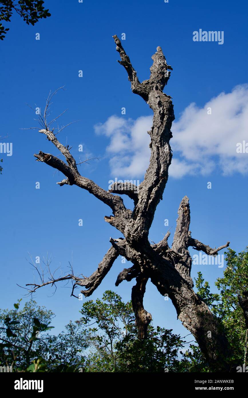 Dead Cork Oak tree sotto un cielo blu Foto Stock