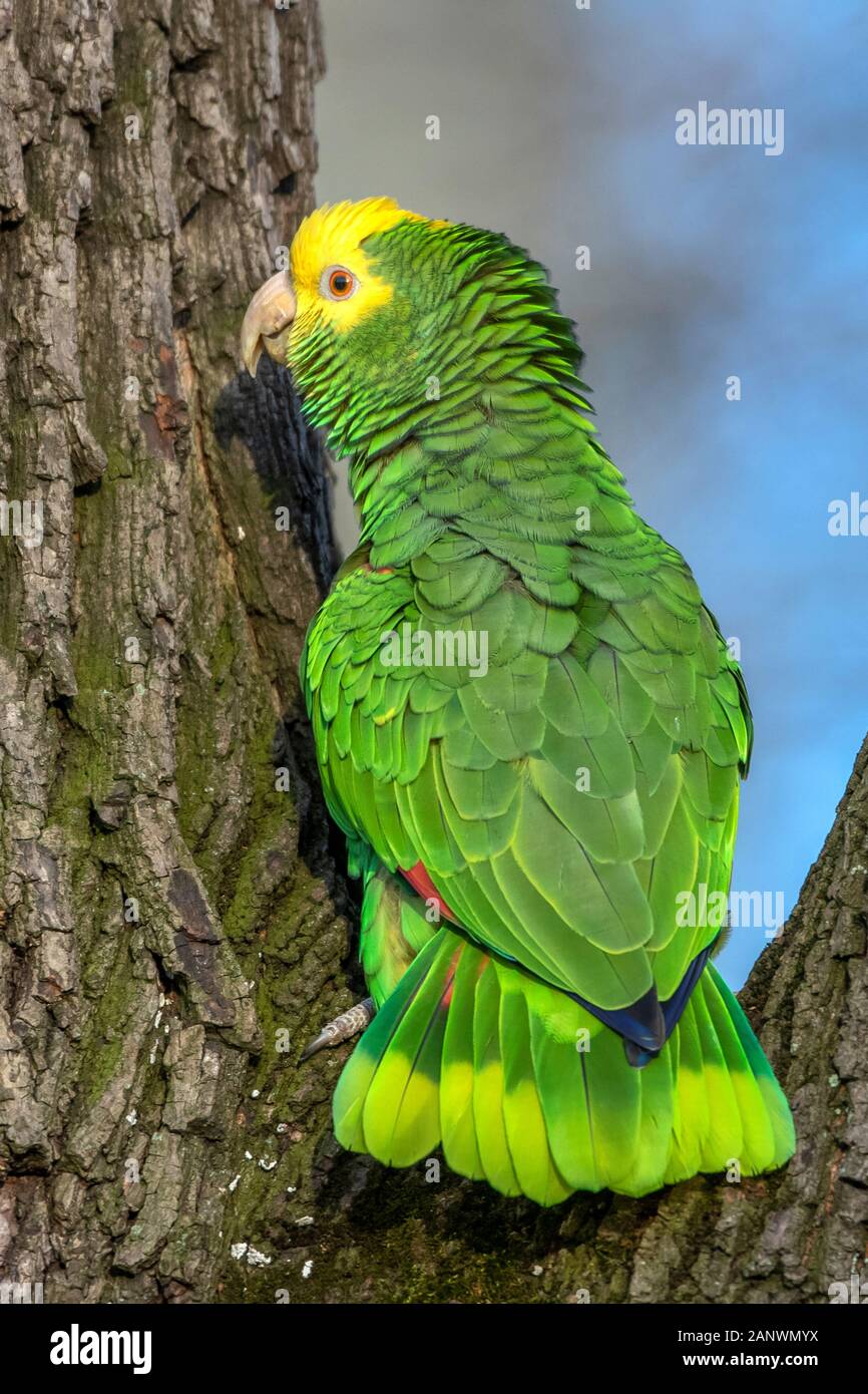 Gelbkopfamazone (Amazona oratrix) Foto Stock