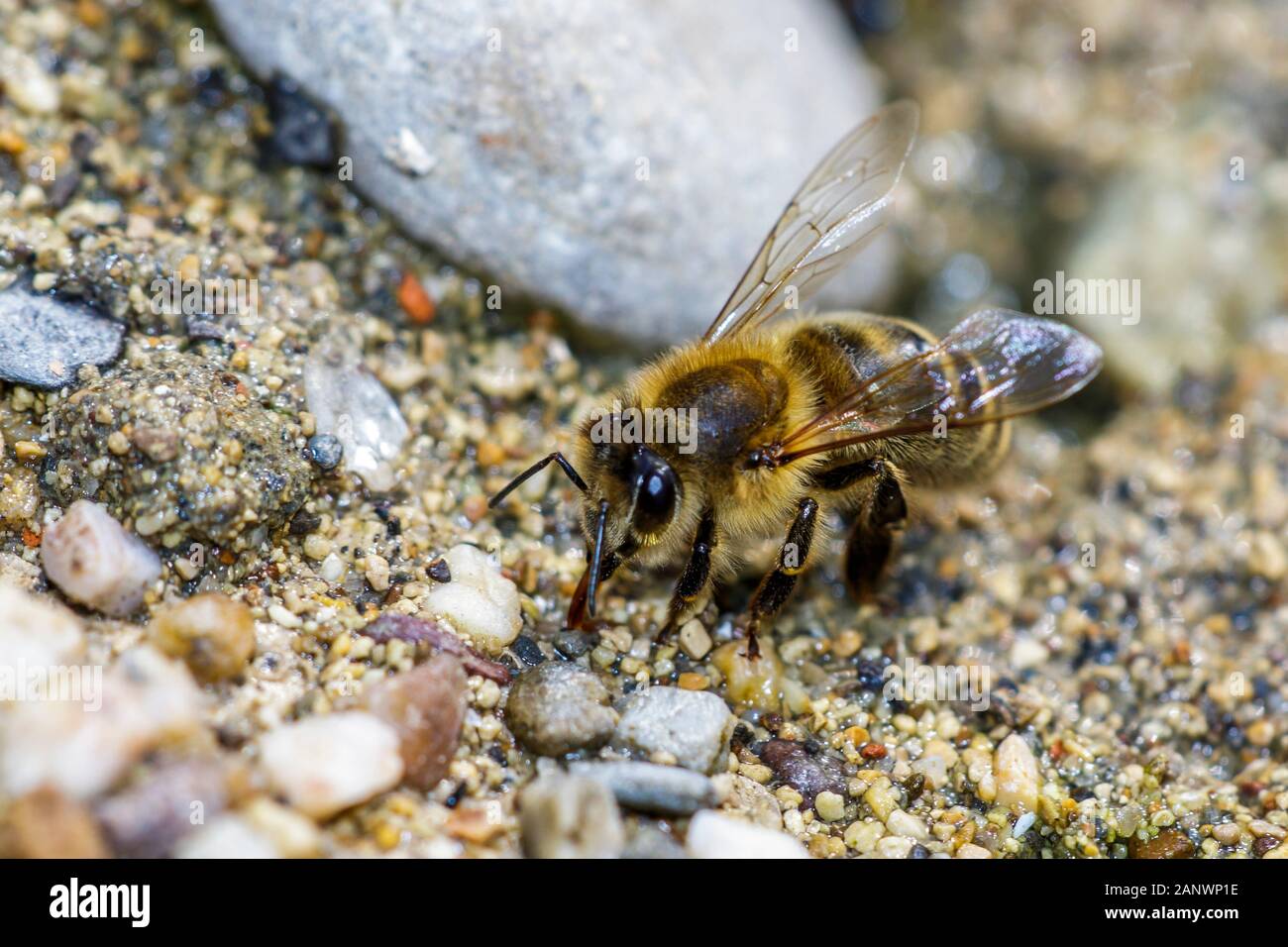 Honigbiene (Apis mellifera) Foto Stock