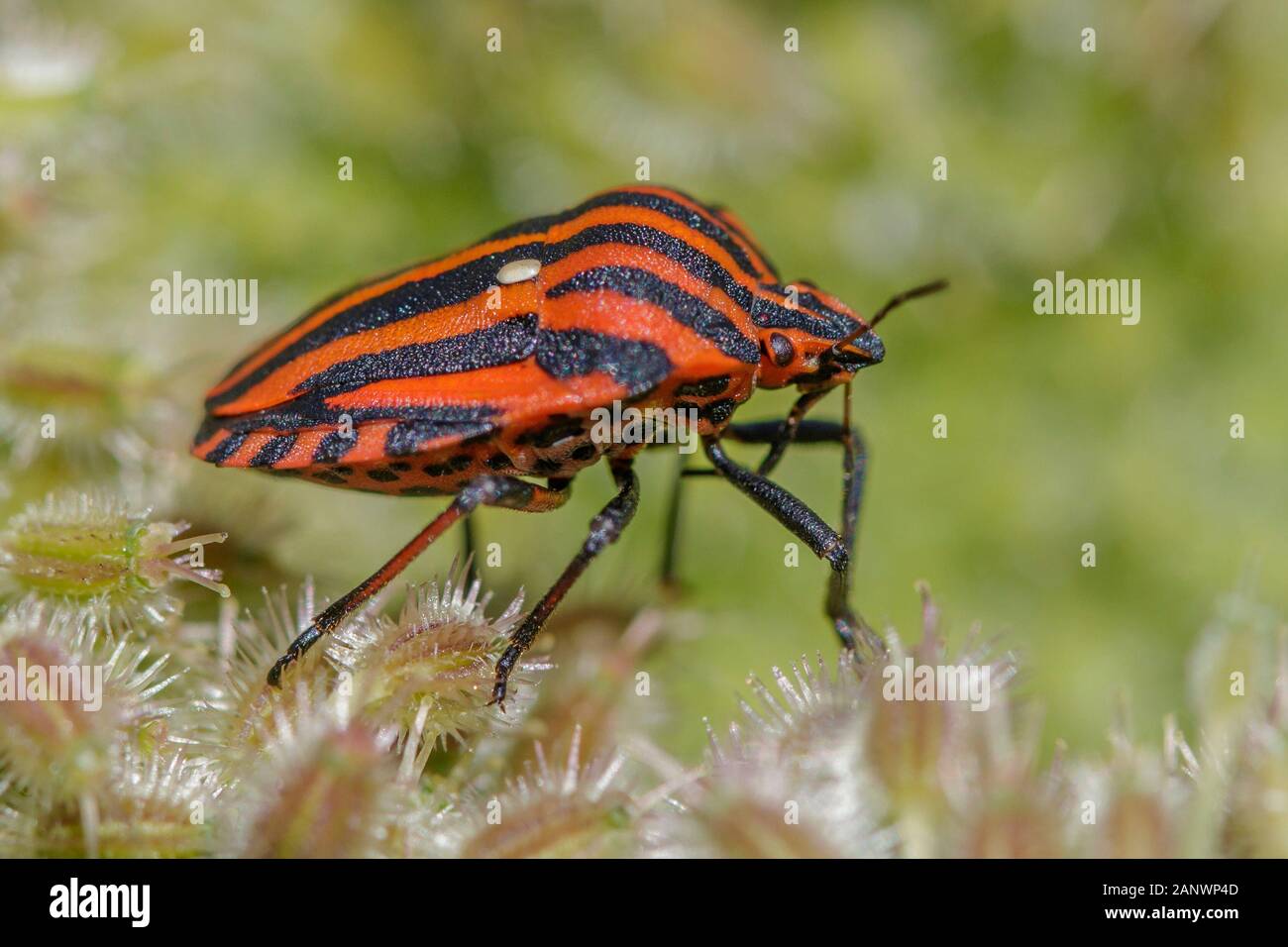 Streifenwanze (Graphosoma lineatum) Foto Stock