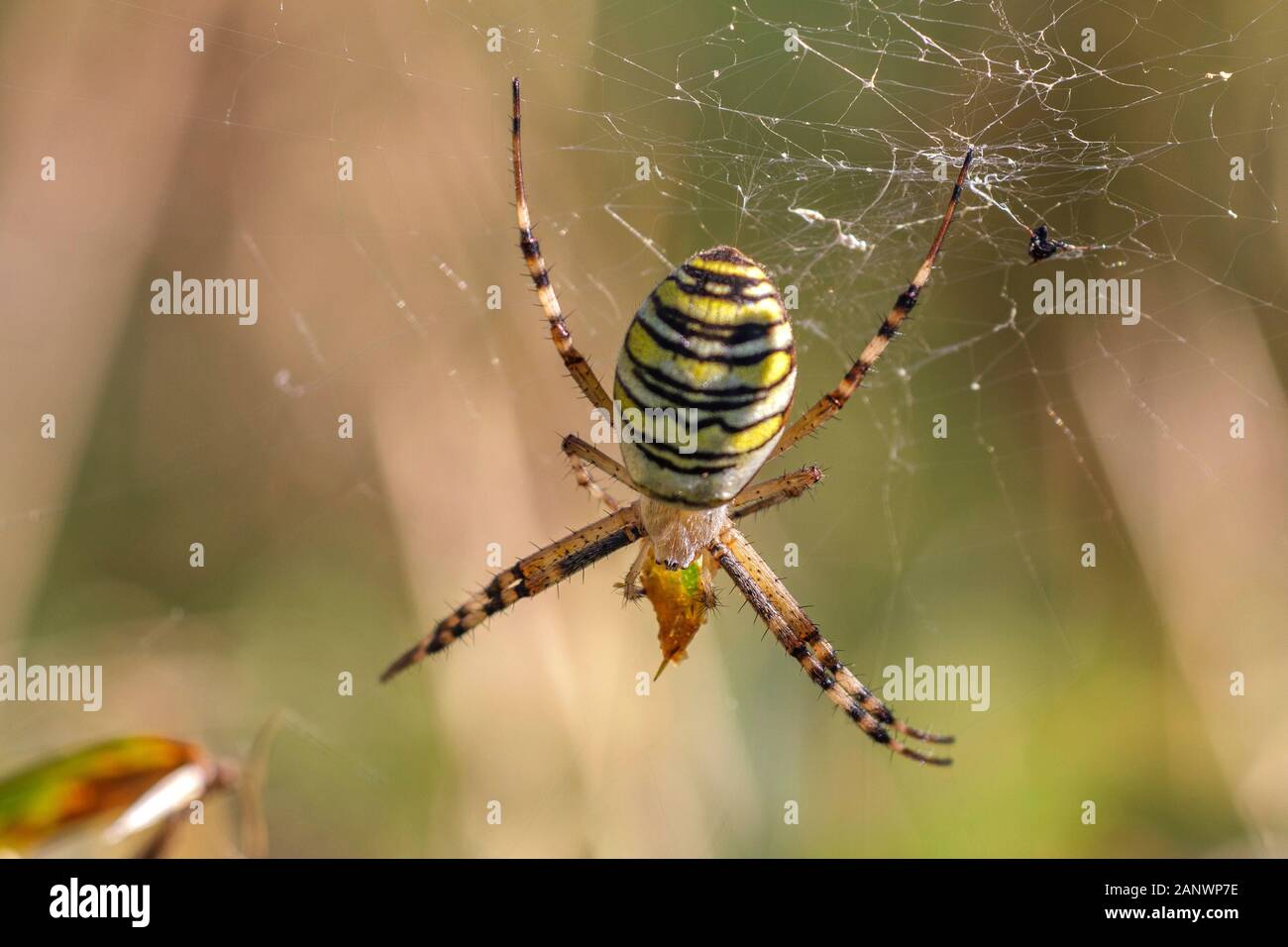 Wespenspinne (Argiope bruennichii) Foto Stock