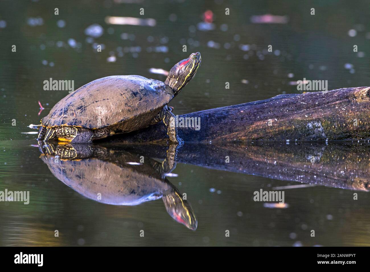 Rotwangen-Schmuckschildkröte (Trachemys scripta elegans) Foto Stock
