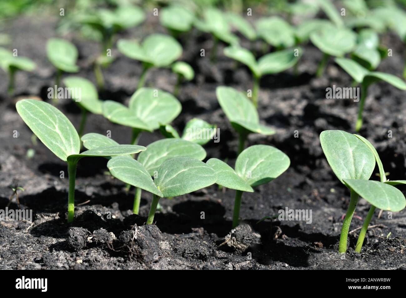 Close-up di anguria i germogli in crescita nel giardino vegetale come piantine destinate alla piantagione Foto Stock