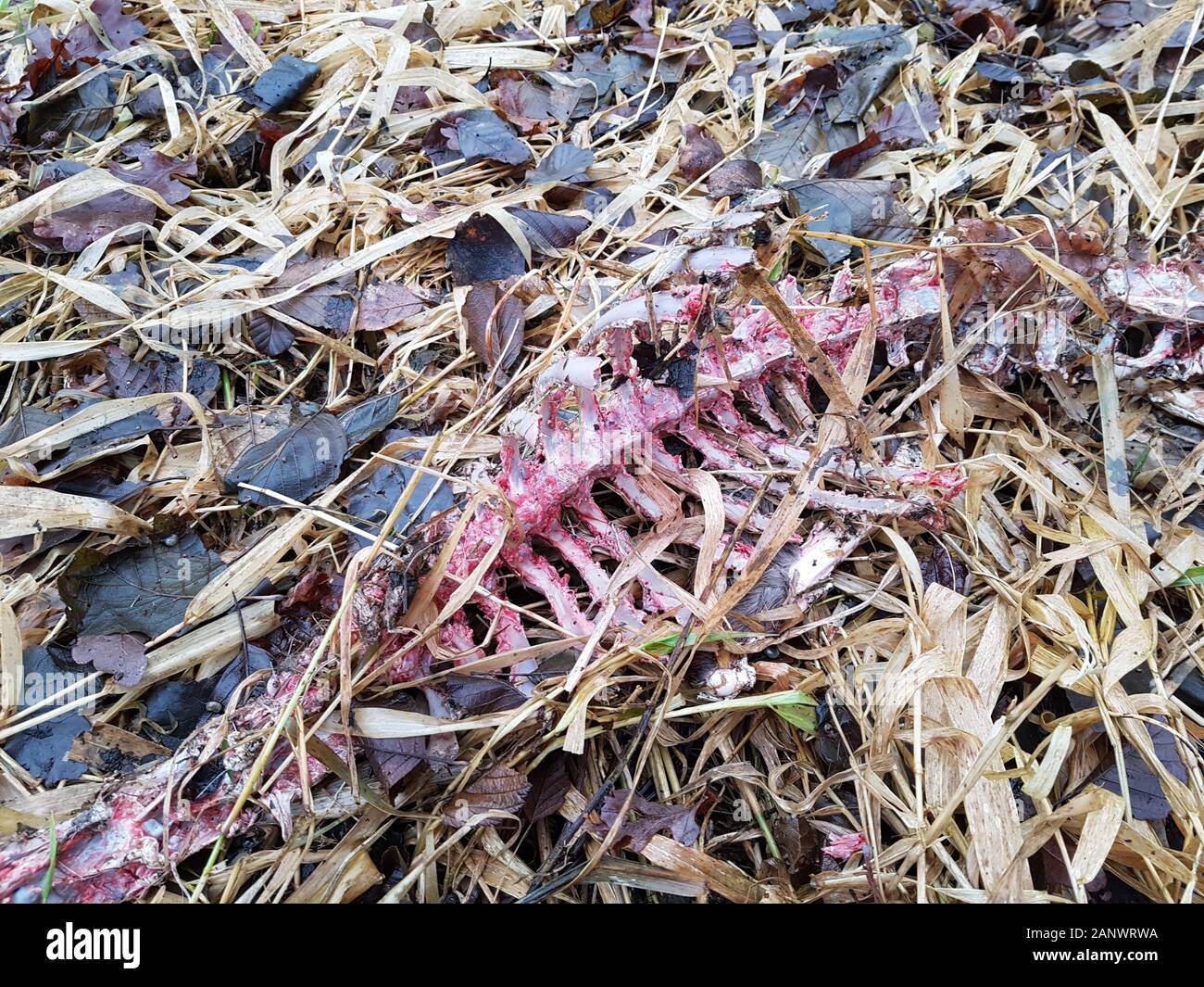 Lo scheletro di un cervo europeo, probabilmente cacciato e mangiato da un lupo Foto Stock