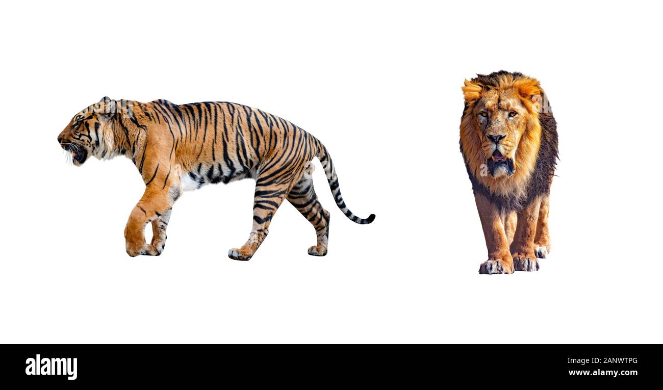 Set di close up foto di Tiger e lion isolato su uno sfondo bianco. Essi sono i rappresentanti di grandi felini. Foto Stock