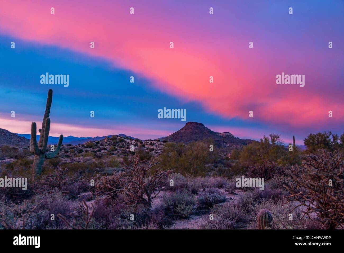 Colori vibranti Arizona deserto paesaggio al tramonto con cactus Saguaro piante nella parte Nord di Scottsdale Foto Stock