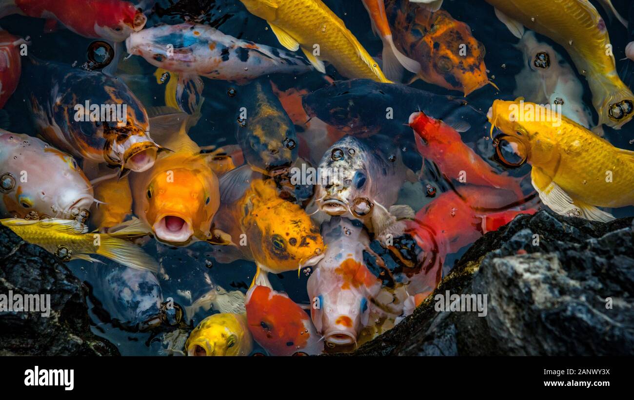 Koi Karpfen Teich Foto Stock