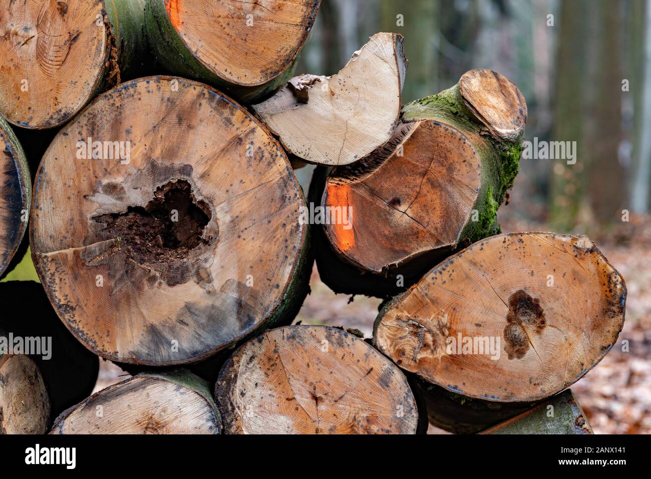 Tronchetti di Legno preparato per esportare dalla foresta. Pezzi rotondi di  legno impilate. Caduta stagione Foto stock - Alamy