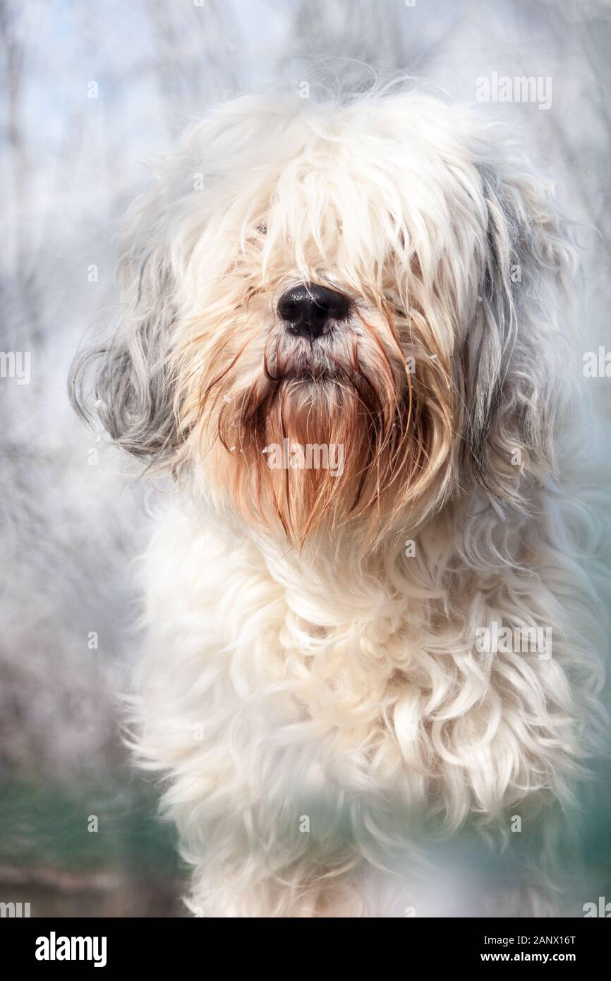 Vista anteriore verticale di un adulto Tibetan Terrier Foto Stock