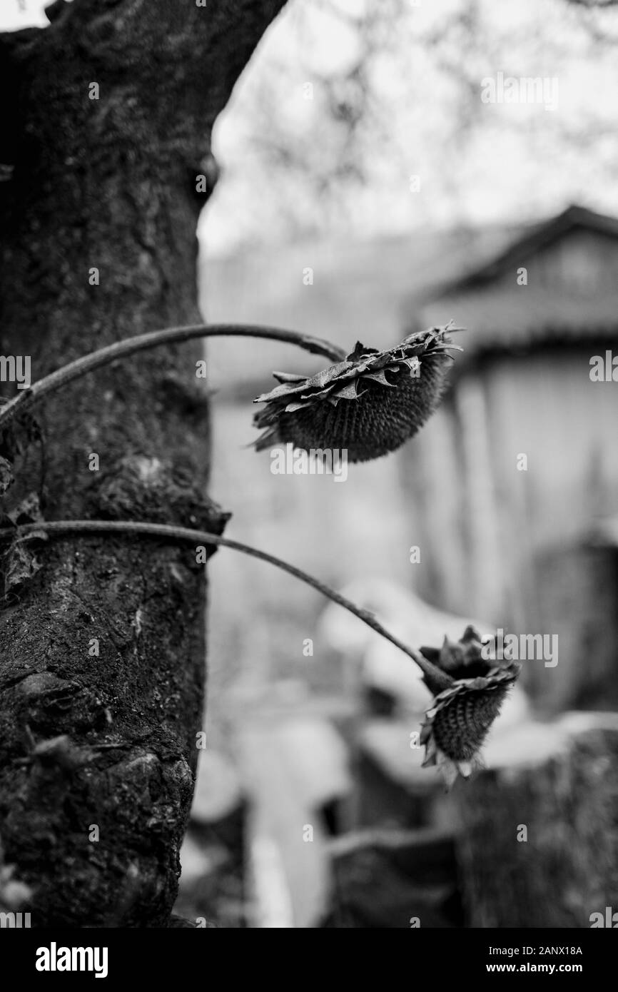 Boccola appassiti con fiori di girasole sullo sfondo di un vecchio albero e una casa. Autunno cupo umore. Foto astratte. Messa a fuoco selettiva. Close-up. Foto Stock