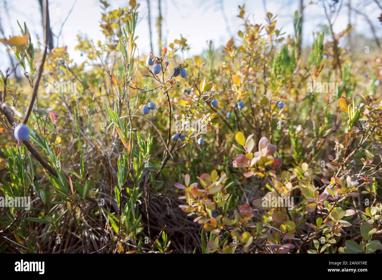 I mirtilli in erba, marsh blue berry Foto Stock
