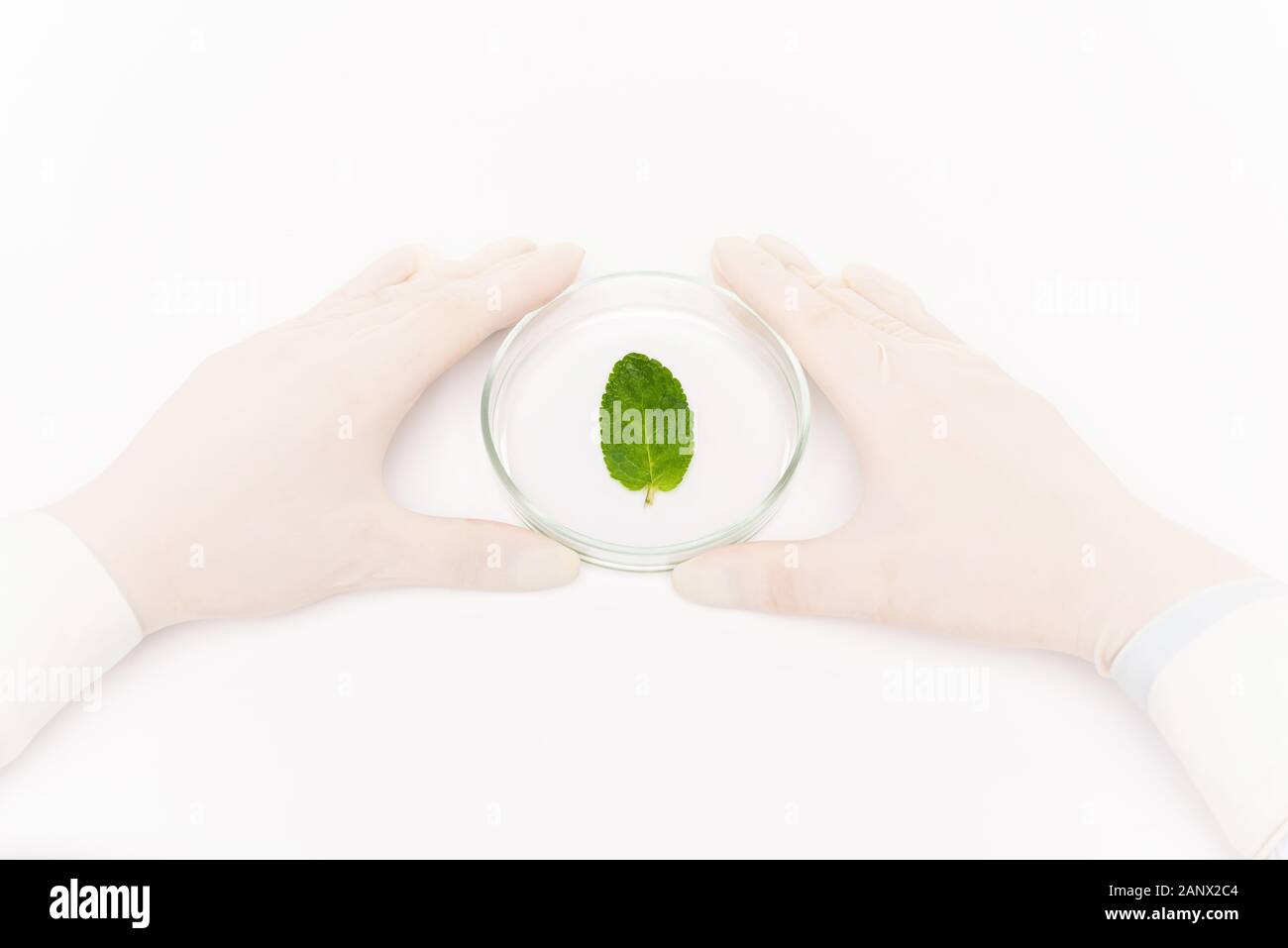 Guanti mani umane nei dintorni di piastra petri con piccole foglie verde in isolamento Foto Stock