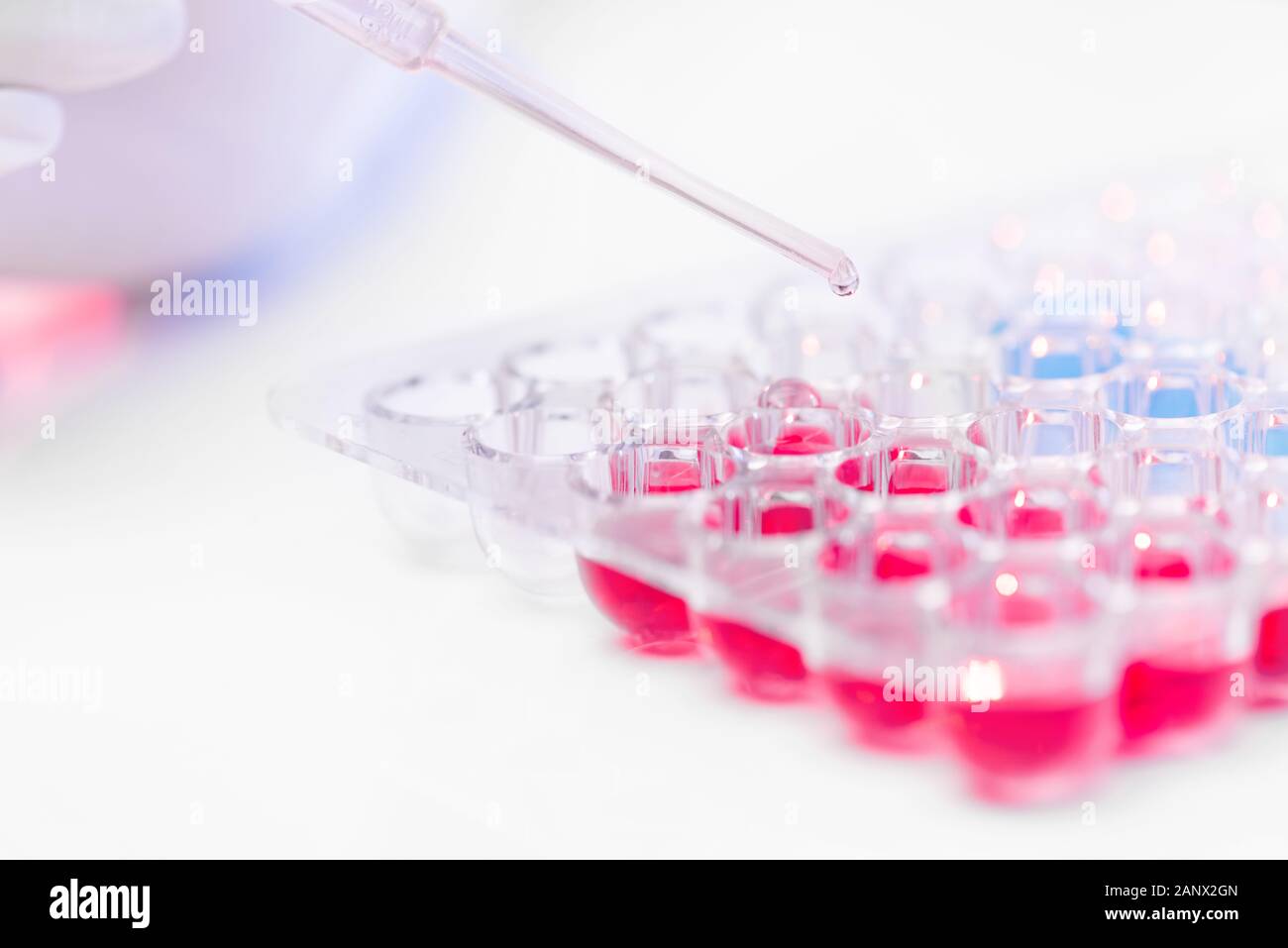 Pipetta con goccia di vaccino su set di celle di plastica con il rosso e il blu di fluidi Foto Stock