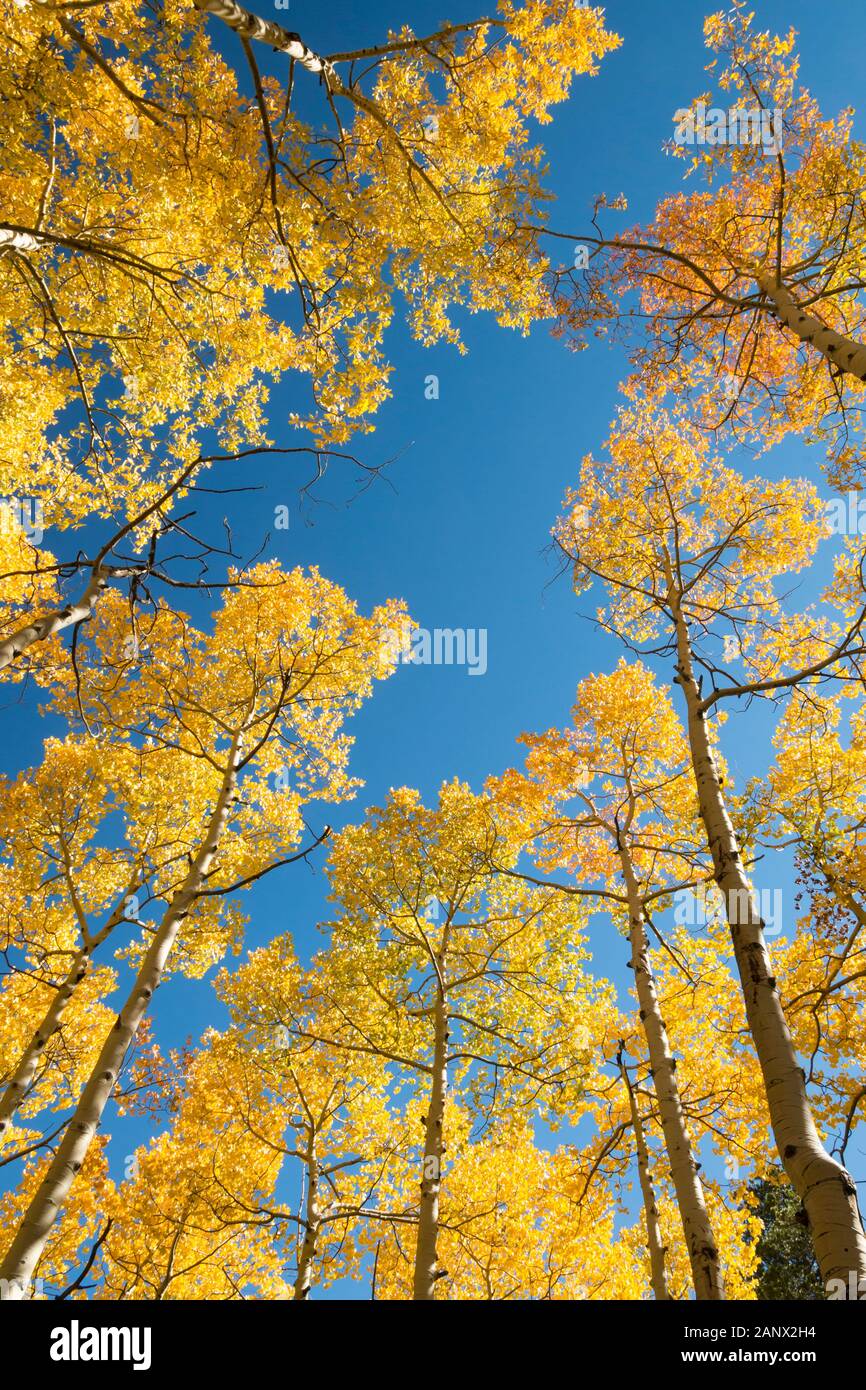Di colore giallo oro e foglie di aspen riempie il cielo quando guardando le piante di alto fusto da terra a Kenosha Pass, Colorado Foto Stock