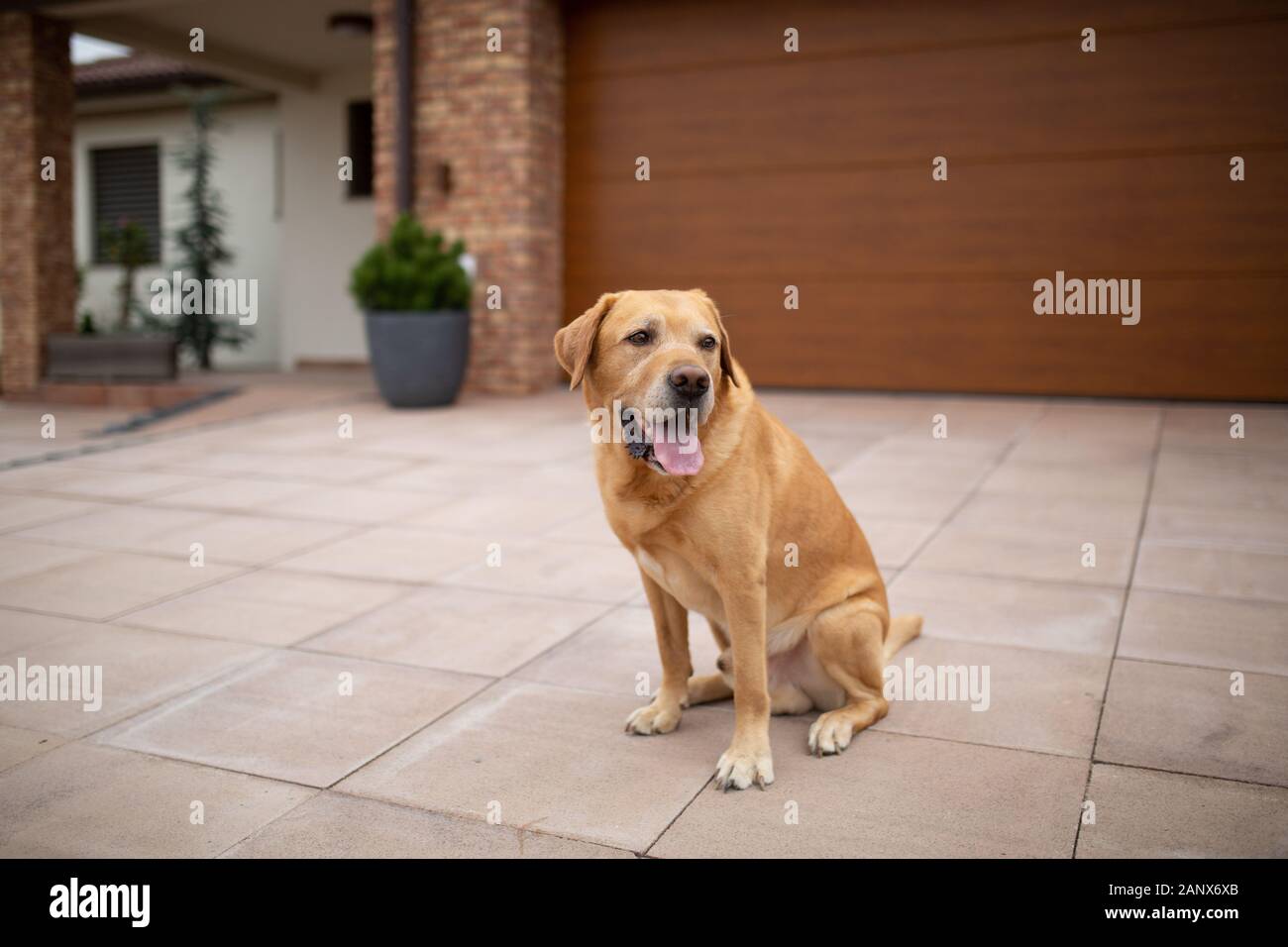 Il Labrador seduto davanti a casa e in attesa. Foto Stock