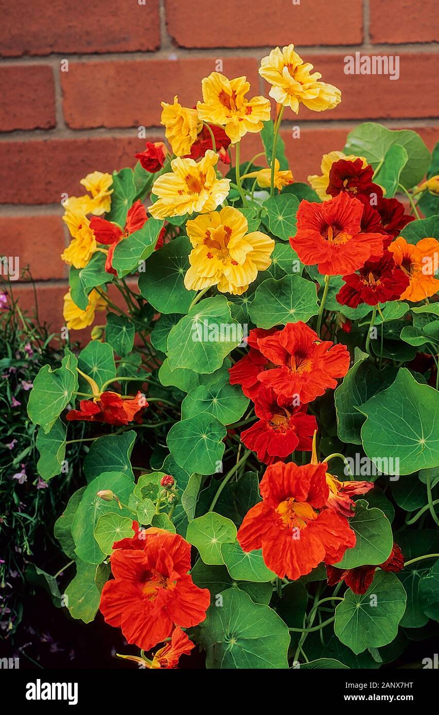 Tropaeolum majus gioiello miscelati Nasturtium una scalata e annuale di tallonamento che ha semi-doppia rosa rosso giallo e arancio fiori in estate e autunno. Foto Stock