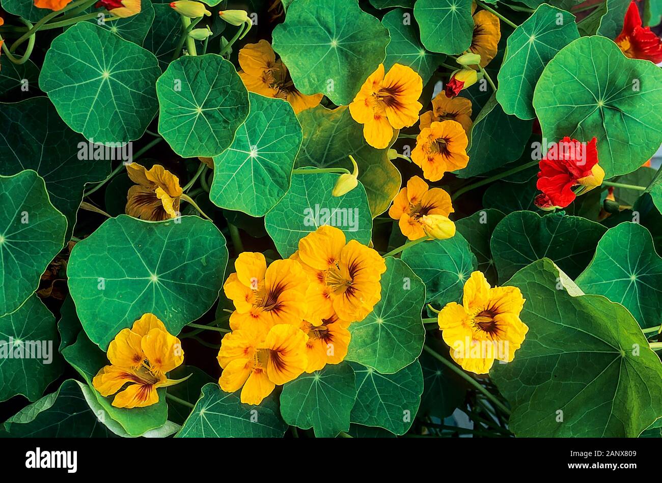 Tropaeolum majus gioiello miscelati Nasturtium una scalata e annuale di tallonamento che ha semi-doppia rosa rosso giallo e arancio fiori in estate e autunno. Foto Stock