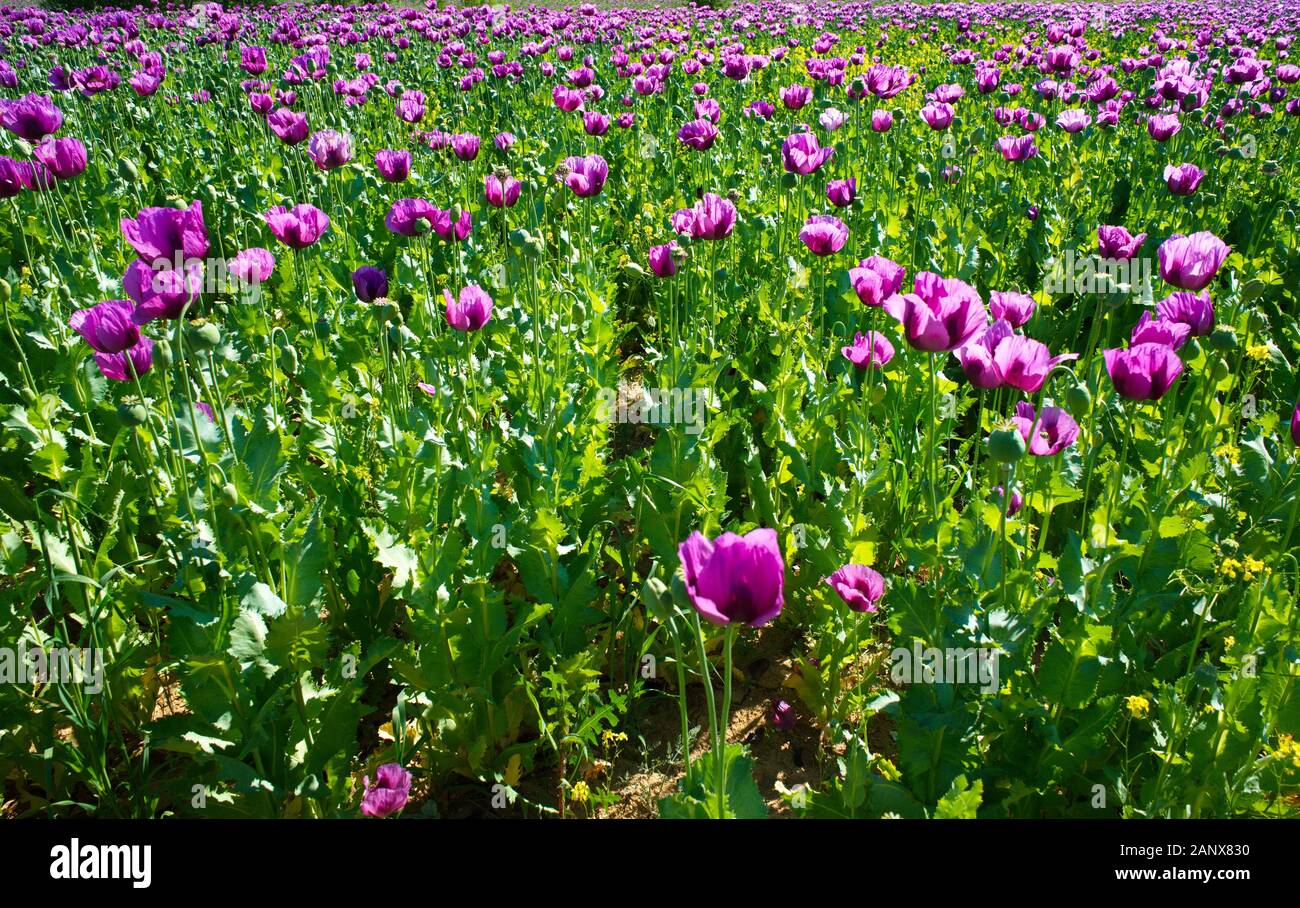 Campo di papavero. oppio, la capsula di papavero. Agricoltura della pianta di papavero. farmaceutici stabilimento industriale. ingrediente principale della morfina Foto Stock