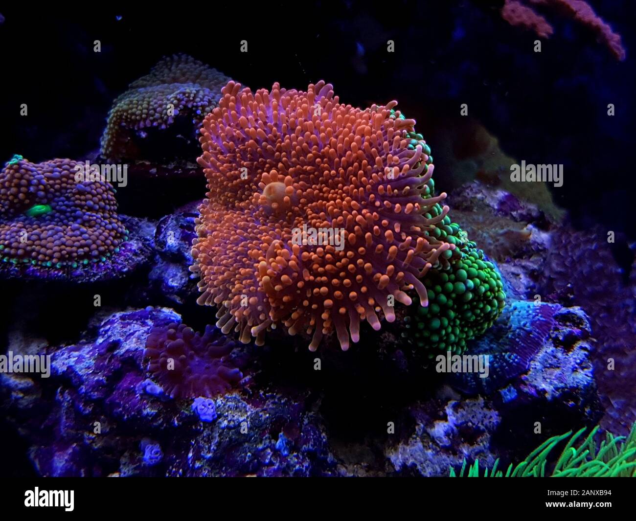 Ricordea Yuma ha isolato il corallo sulla spina frag Foto Stock