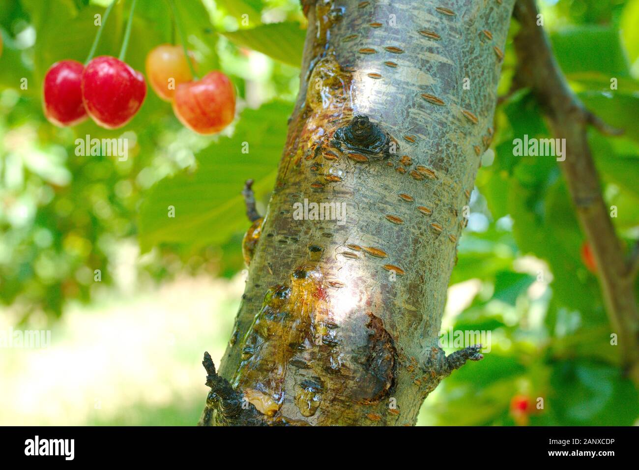 Ciliegio malattia cancro batterico e malattia di colla in ciliegio albero  da frutta. albero da frutta malattia Foto stock - Alamy
