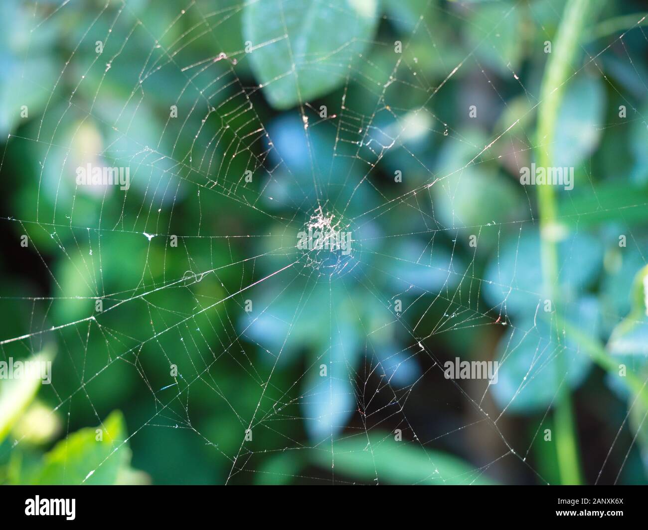 Ragnatela. spider web davanti a uno sfondo verde. spider seta. Foto Stock