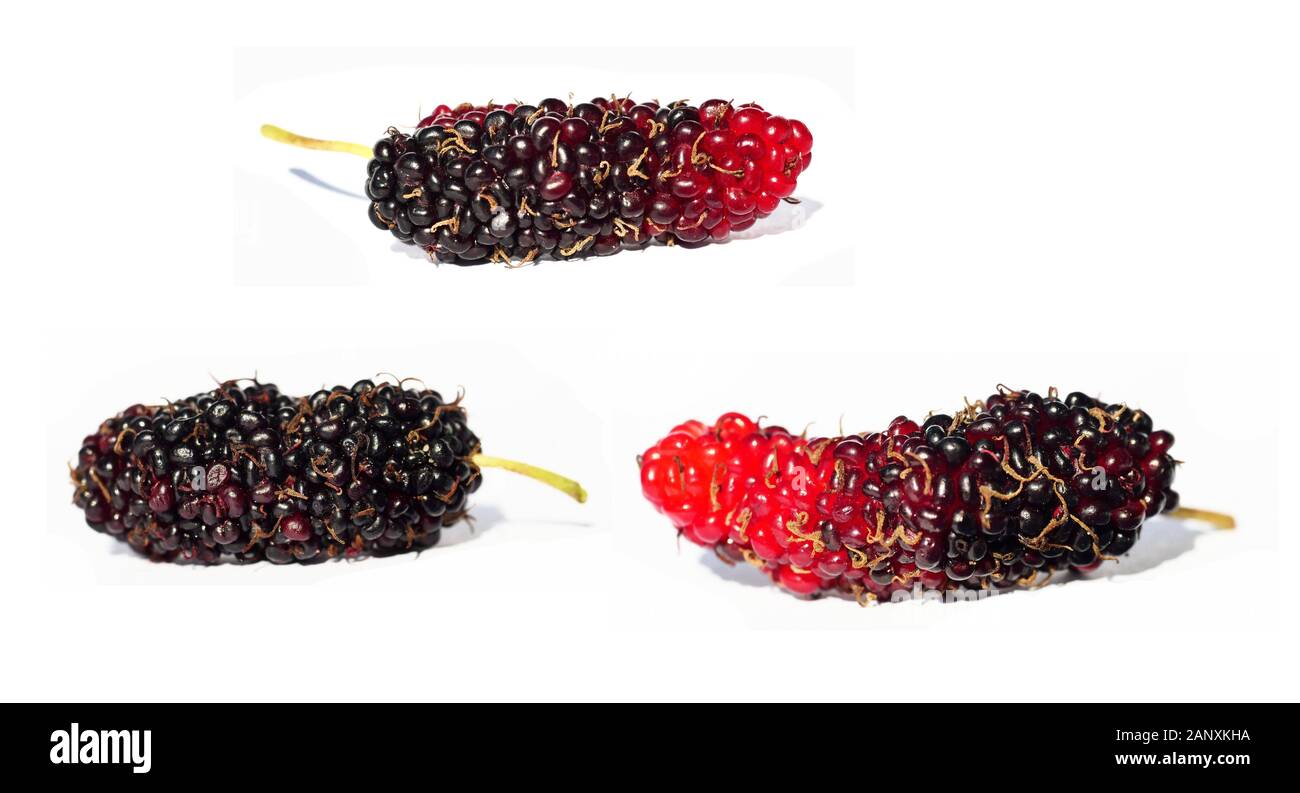 Tre Gelsi isolati su sfondo bianco, rosso e color porpora, il rosso e il colore rosso porpora scuro dei frutti di gelso Foto Stock