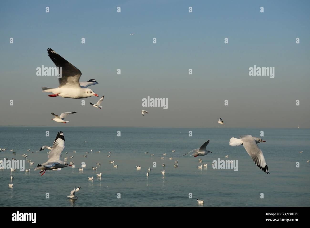 Gruppo di gabbiani battenti e galleggiante sulla superficie del mare , Seagull con cielo blu sullo sfondo a Bang Poo ricreativi, rifugio di uccelli migratori in wi Foto Stock